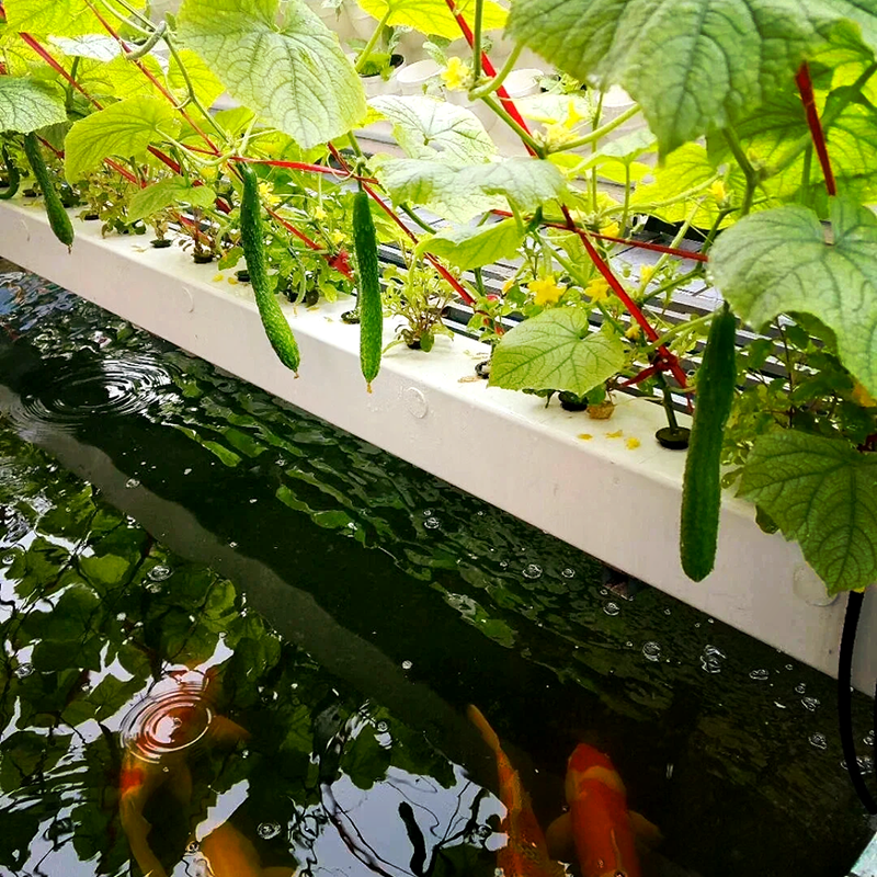 金昌市无土栽培鱼菜共生 - 一站式服务